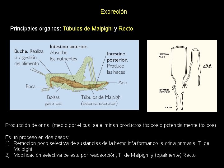 Excreción Principales órganos: Túbulos de Malpighi y Recto Producción de orina (medio por el