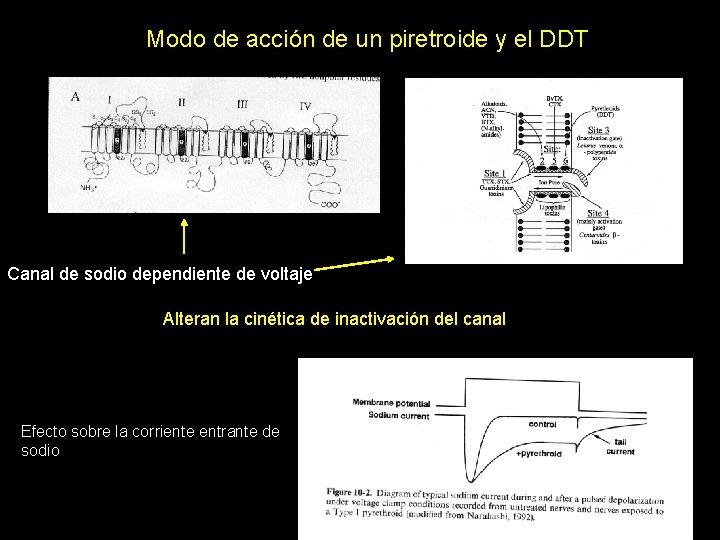 Modo de acción de un piretroide y el DDT Canal de sodio dependiente de