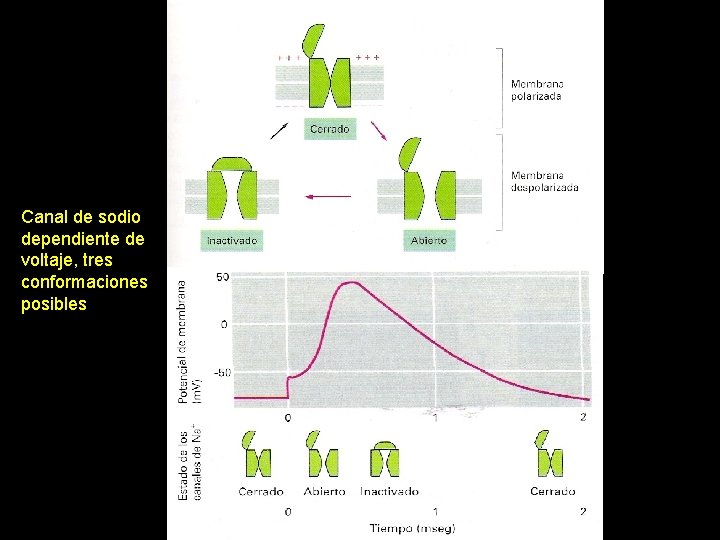 Canal de sodio dependiente de voltaje, tres conformaciones posibles 