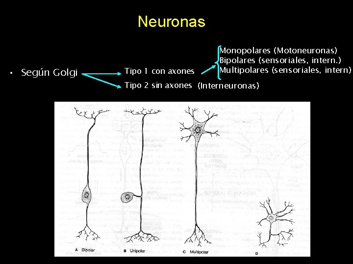 Neuronas • Según Golgi Tipo 1 con axones Monopolares (Motoneuronas) Bipolares (sensoriales, intern. )