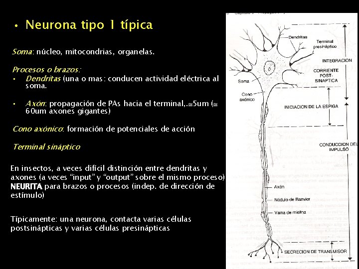  • Neurona tipo 1 típica Soma: núcleo, mitocondrias, organelas. Procesos o brazos: •