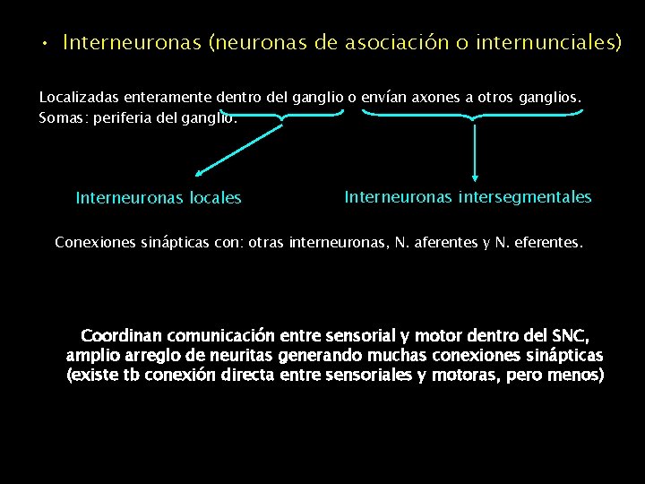  • Interneuronas (neuronas de asociación o internunciales) Localizadas enteramente dentro del ganglio o