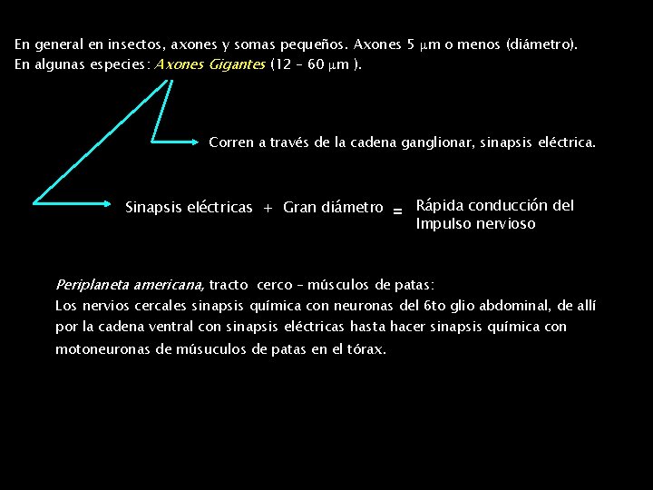 En general en insectos, axones y somas pequeños. Axones 5 m o menos (diámetro).