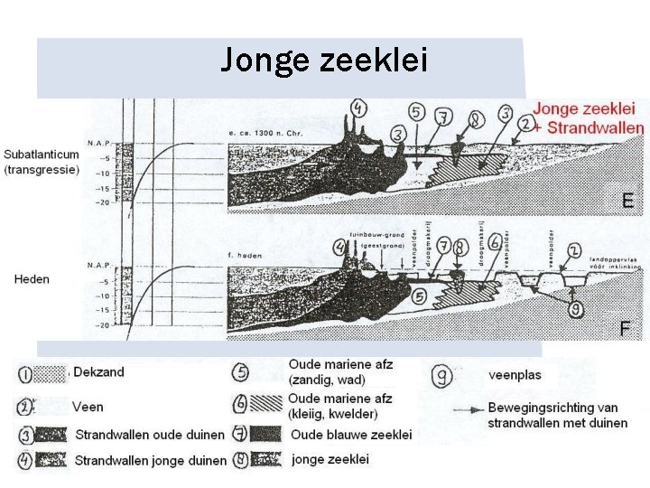 Jonge zeeklei 