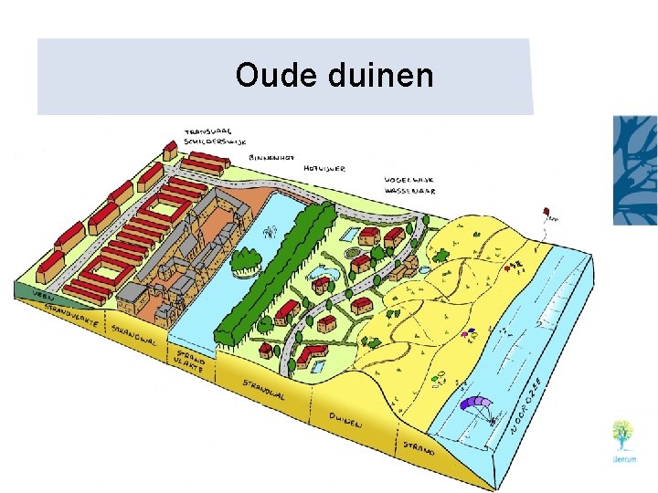 Oude duinen 