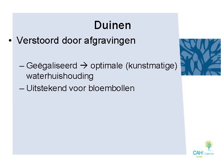 Duinen • Verstoord door afgravingen – Geëgaliseerd optimale (kunstmatige) waterhuishouding – Uitstekend voor bloembollen