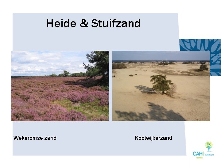 Heide & Stuifzand Wekeromse zand Kootwijkerzand 