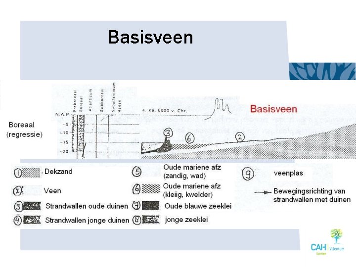Basisveen 
