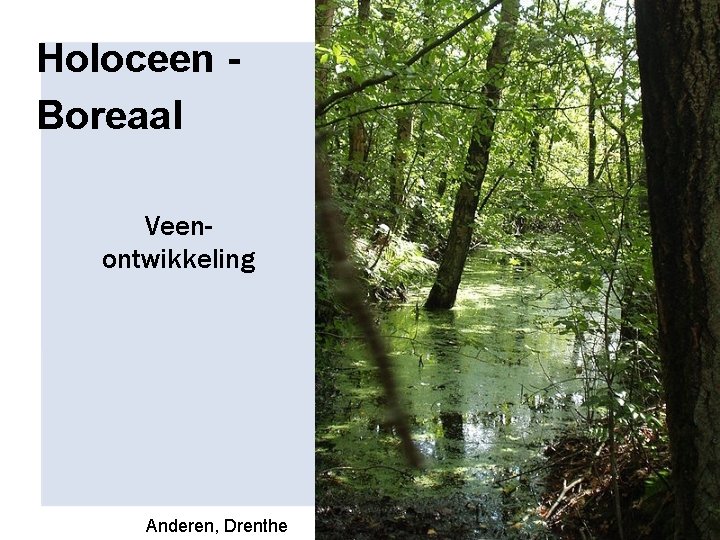 Holoceen Boreaal Veenontwikkeling Anderen, Drenthe 