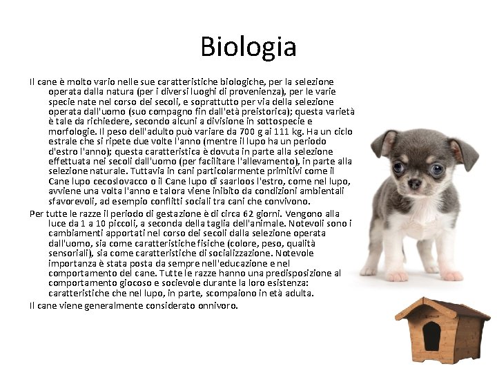 Biologia Il cane è molto vario nelle sue caratteristiche biologiche, per la selezione operata