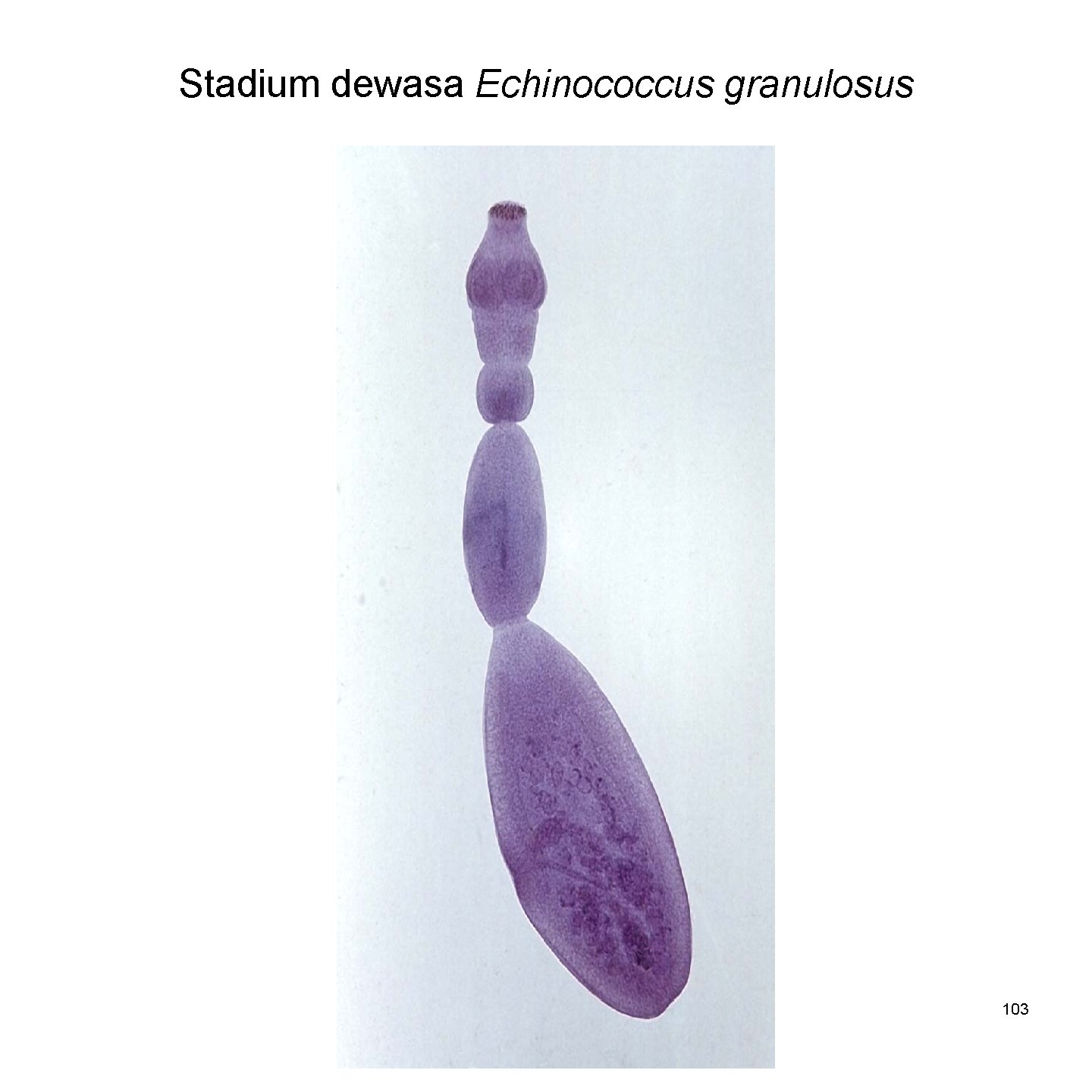 Stadium dewasa Echinococcus granulosus 103 