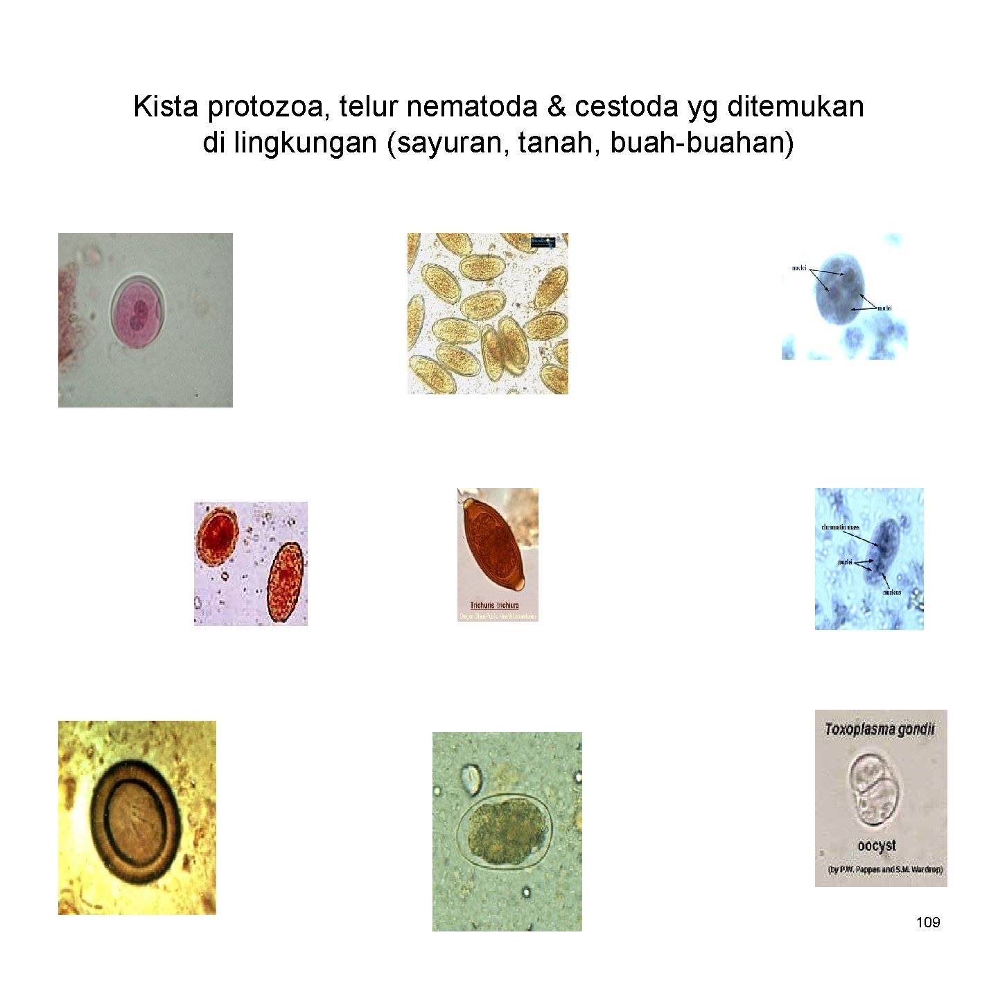 Kista protozoa, telur nematoda & cestoda yg ditemukan di lingkungan (sayuran, tanah, buah-buahan) 109
