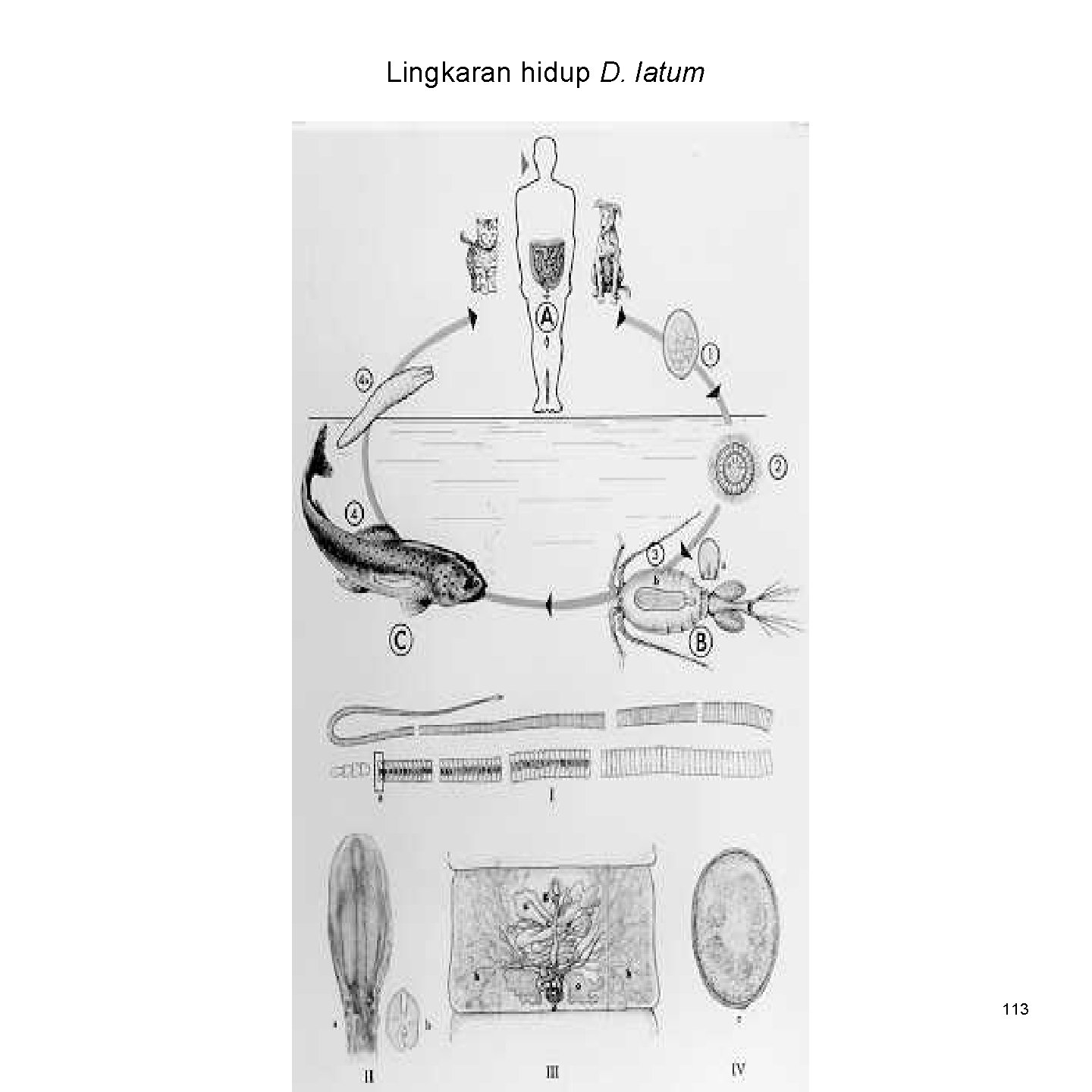 Lingkaran hidup D. latum 113 