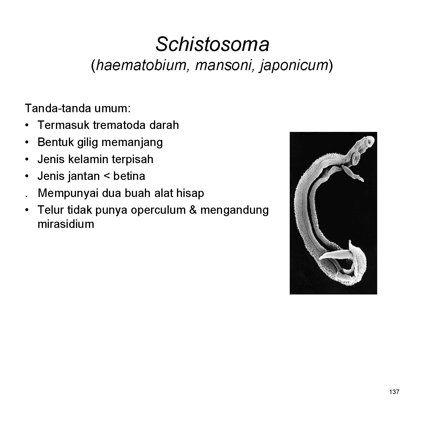 Schistosoma (haematobium, mansoni, japonicum) Tanda-tanda umum: • Termasuk trematoda darah • Bentuk gilig memanjang