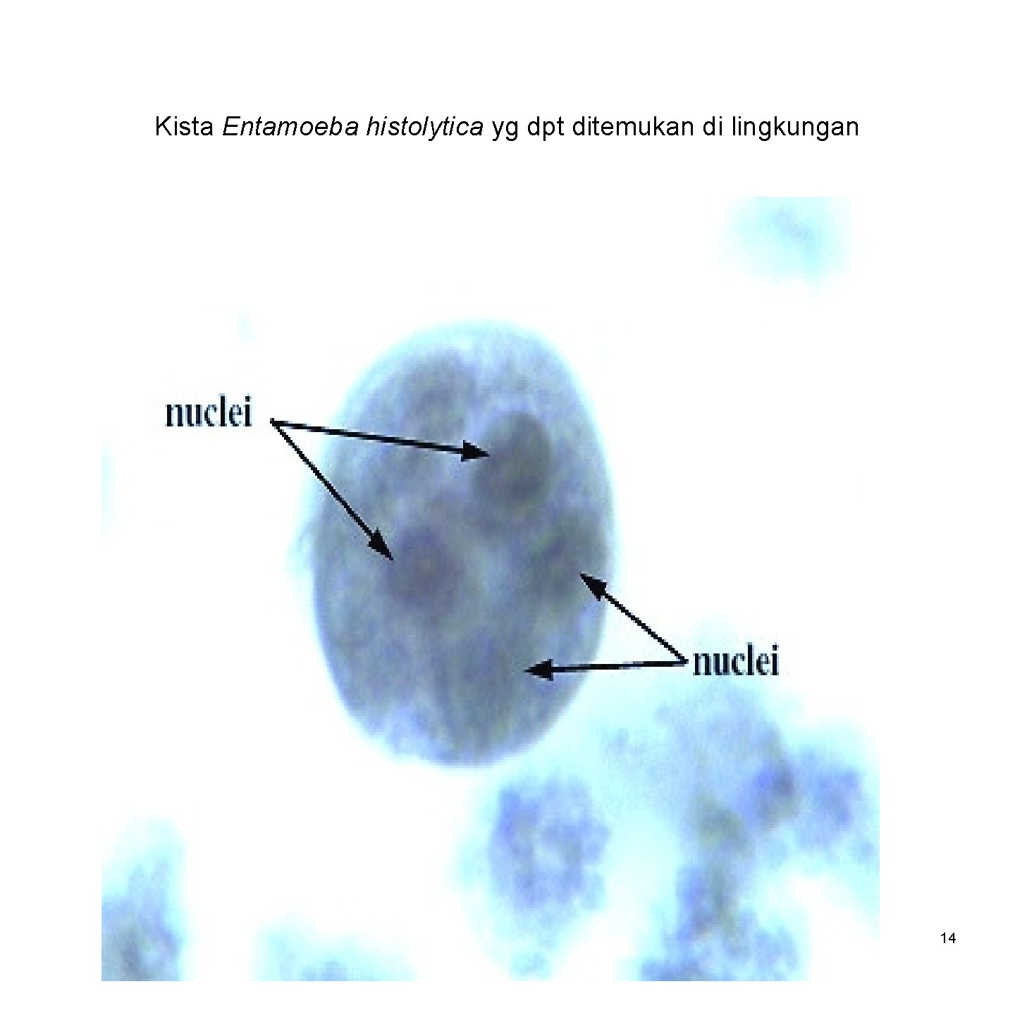 Kista Entamoeba histolytica yg dpt ditemukan di lingkungan 14 
