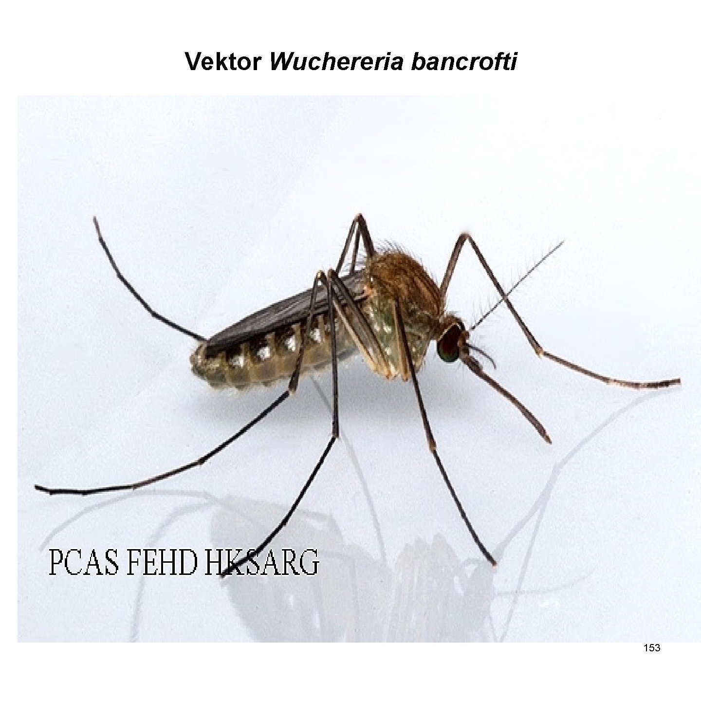 Vektor Wuchereria bancrofti 153 