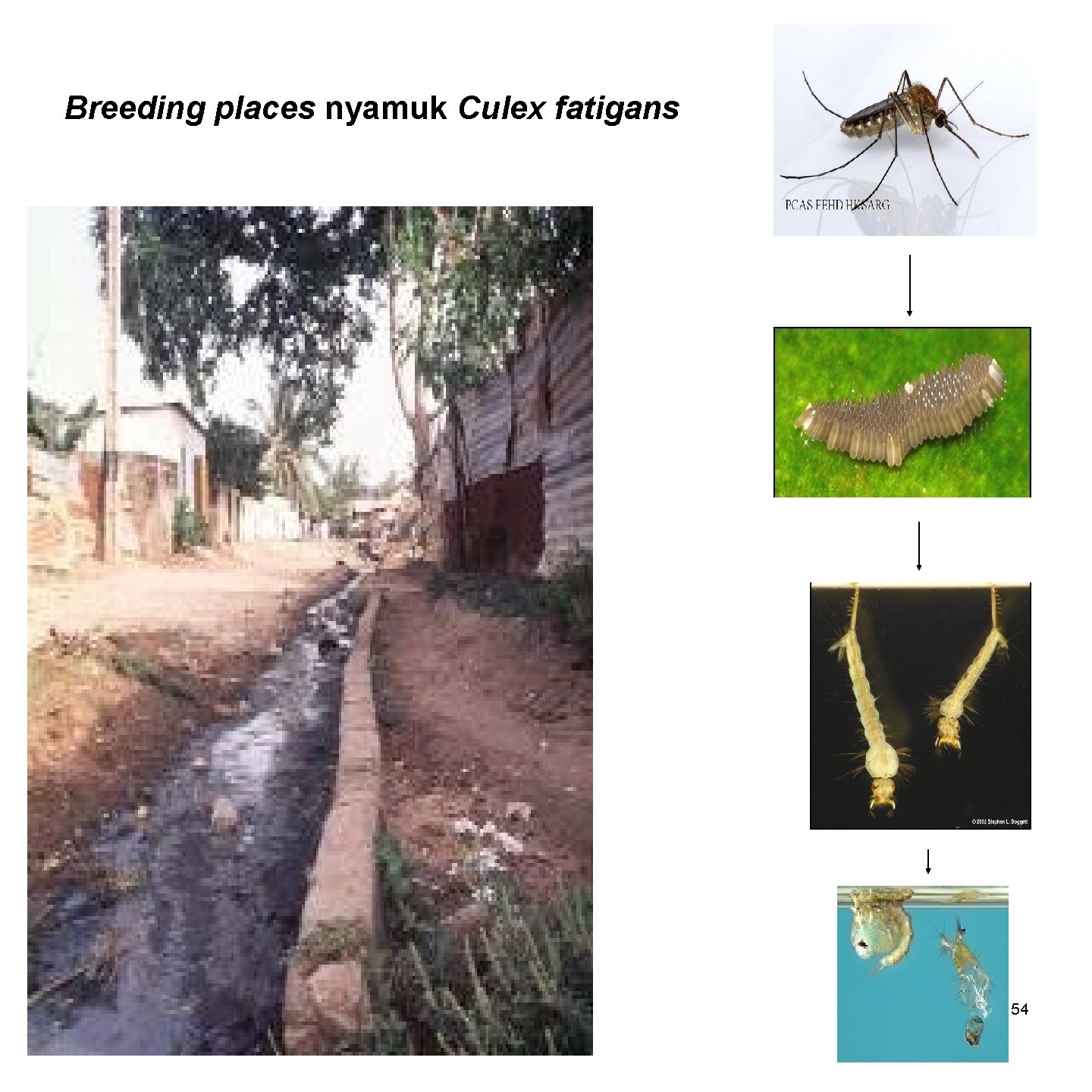 Breeding places nyamuk Culex fatigans 154 