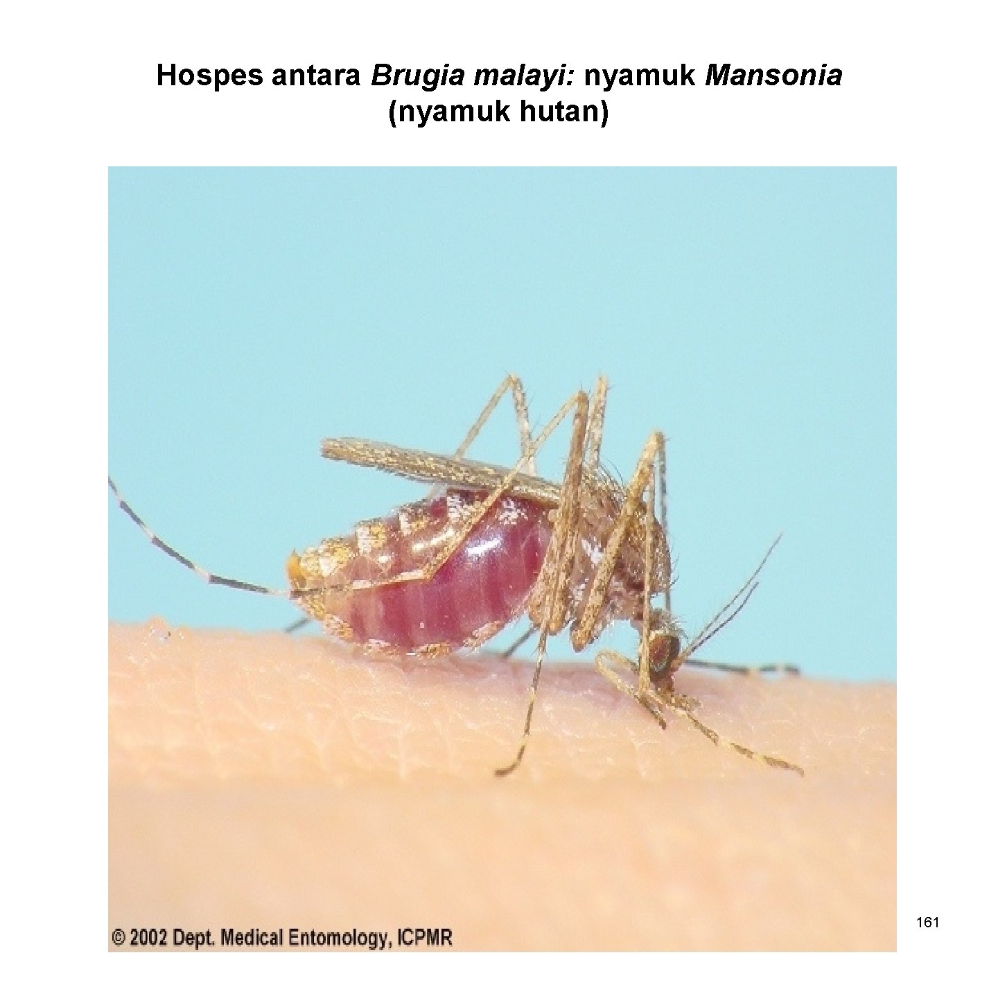 Hospes antara Brugia malayi: nyamuk Mansonia (nyamuk hutan) 161 