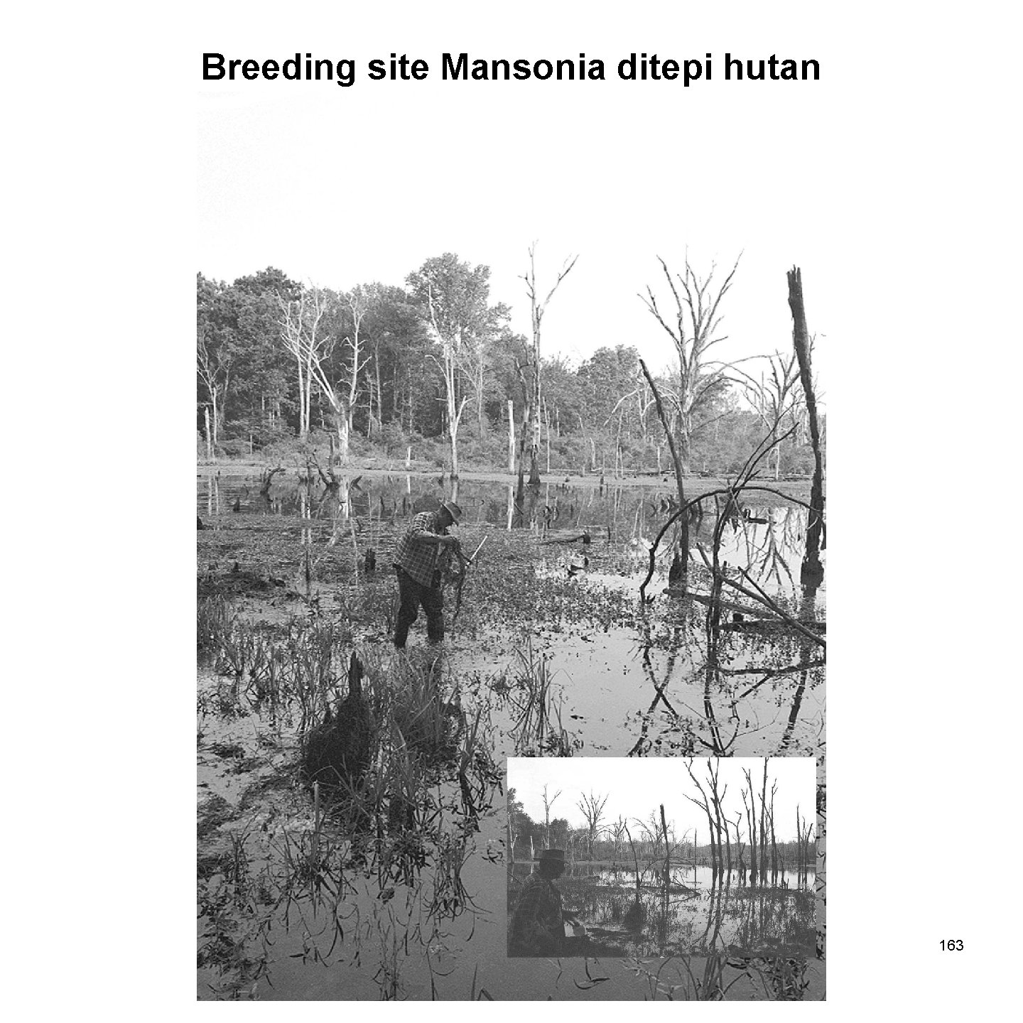 Breeding site Mansonia ditepi hutan 163 