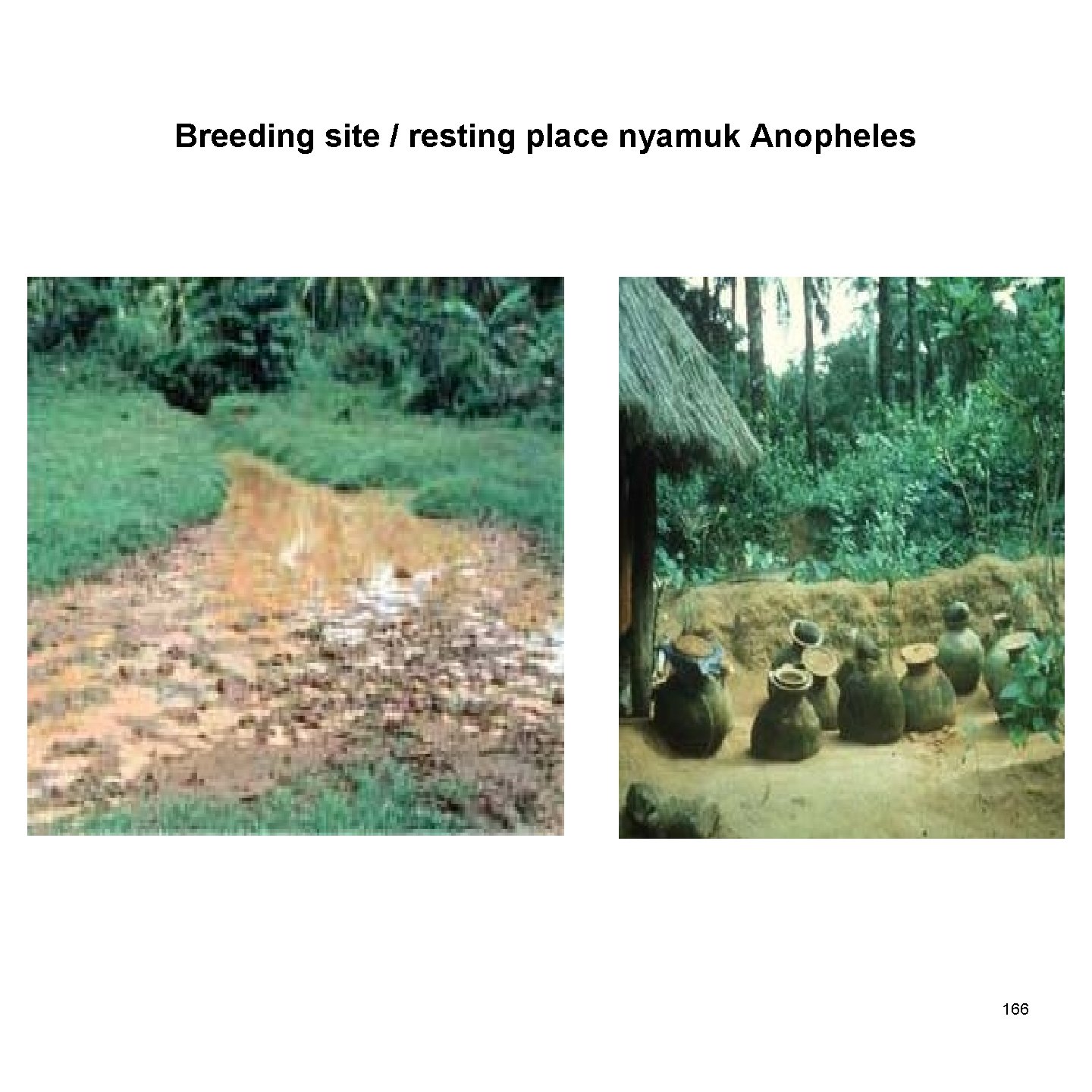 Breeding site / resting place nyamuk Anopheles 166 
