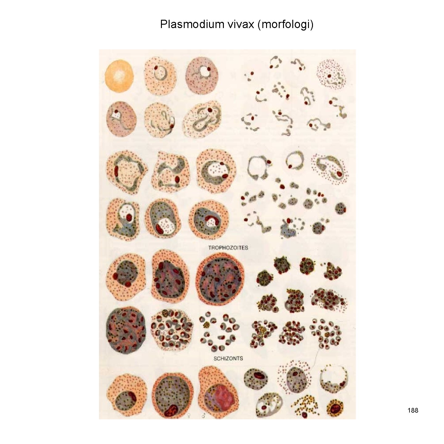 Plasmodium vivax (morfologi). 188 