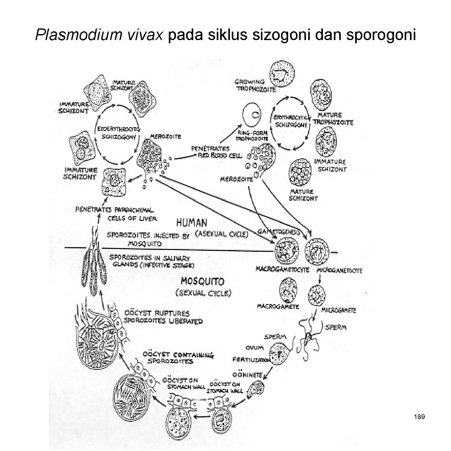 Plasmodium vivax pada siklus sizogoni dan sporogoni 189 