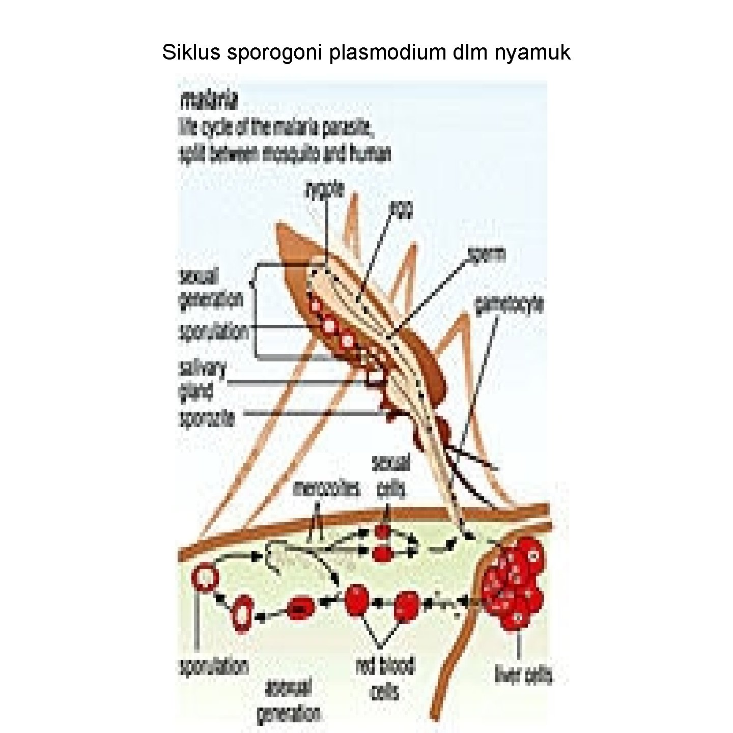 Siklus sporogoni plasmodium dlm nyamuk 198 