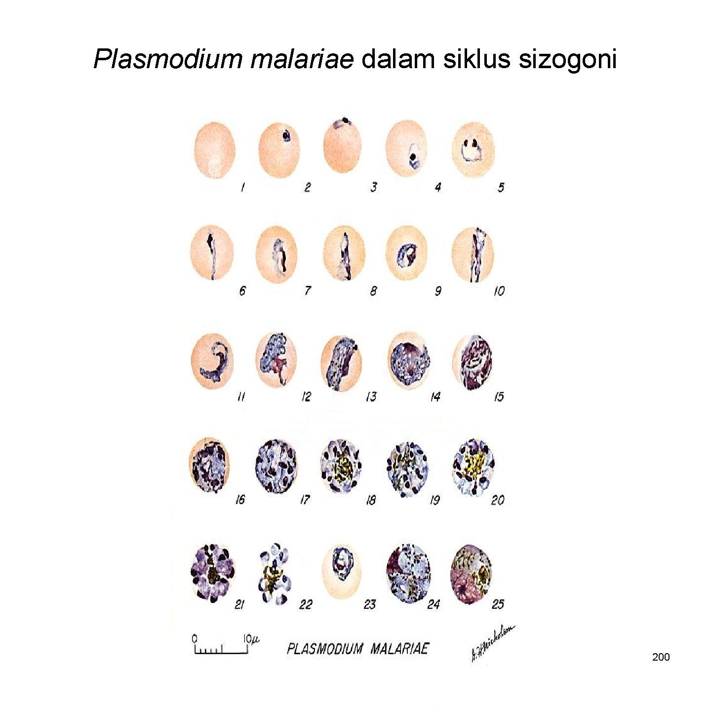 Plasmodium malariae dalam siklus sizogoni 200 