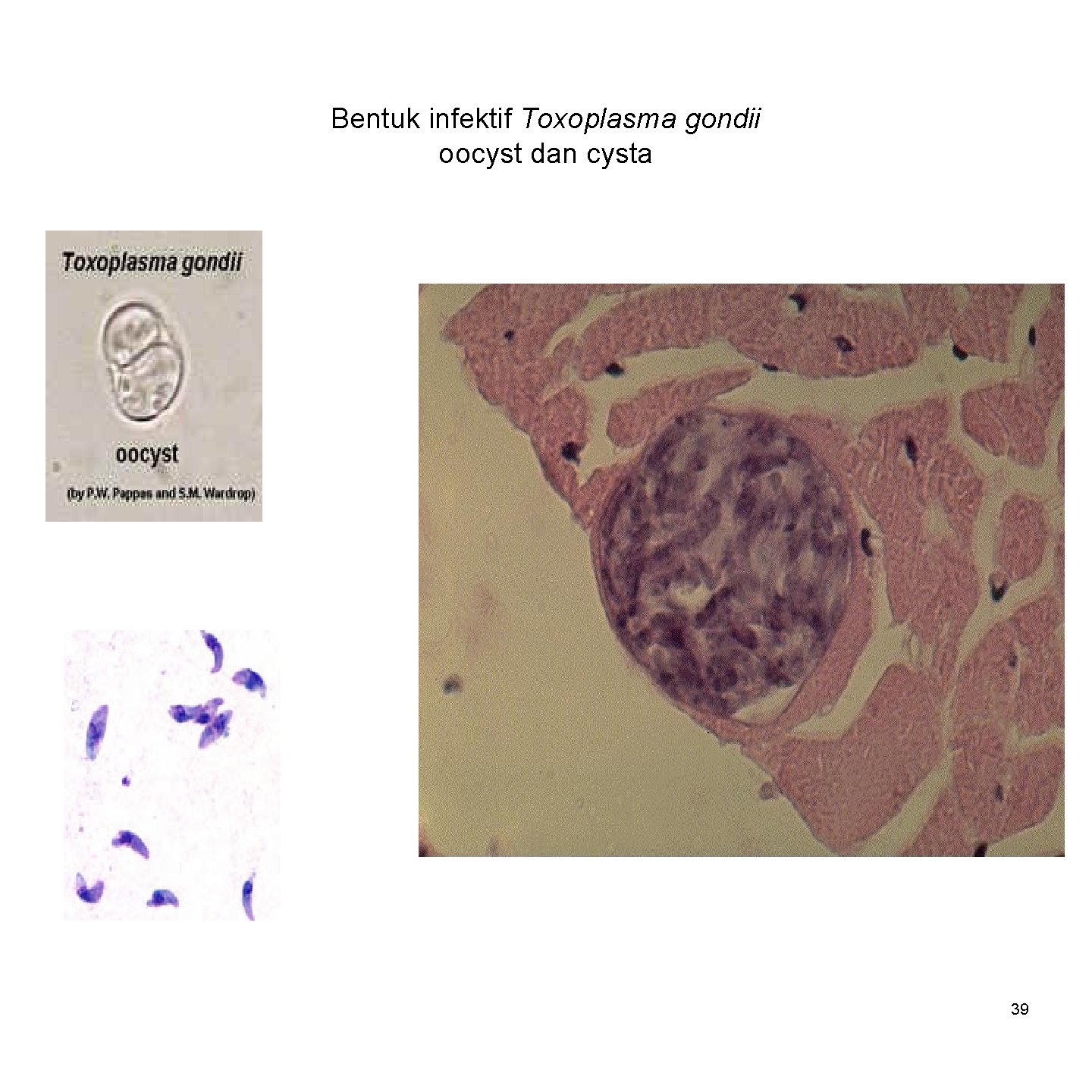 Bentuk infektif Toxoplasma gondii oocyst dan cysta 39 