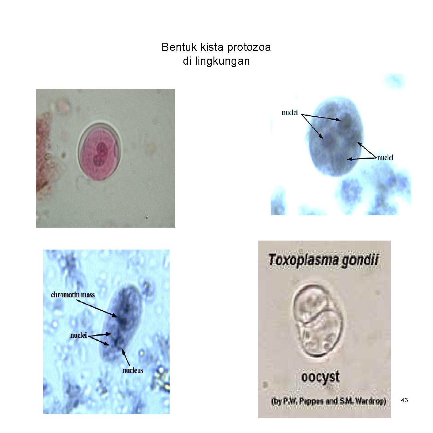 Bentuk kista protozoa di lingkungan 43 