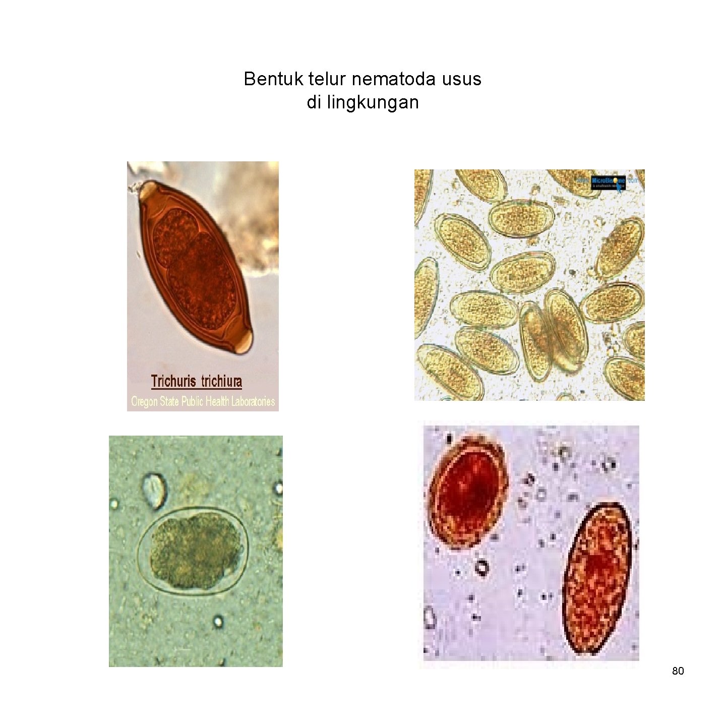 Bentuk telur nematoda usus di lingkungan 80 