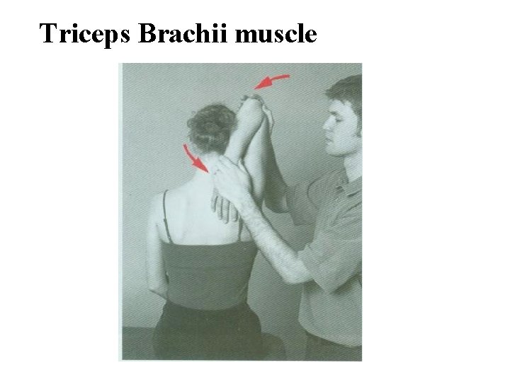 Triceps Brachii muscle 