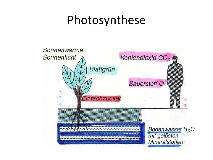 Photosynthese 