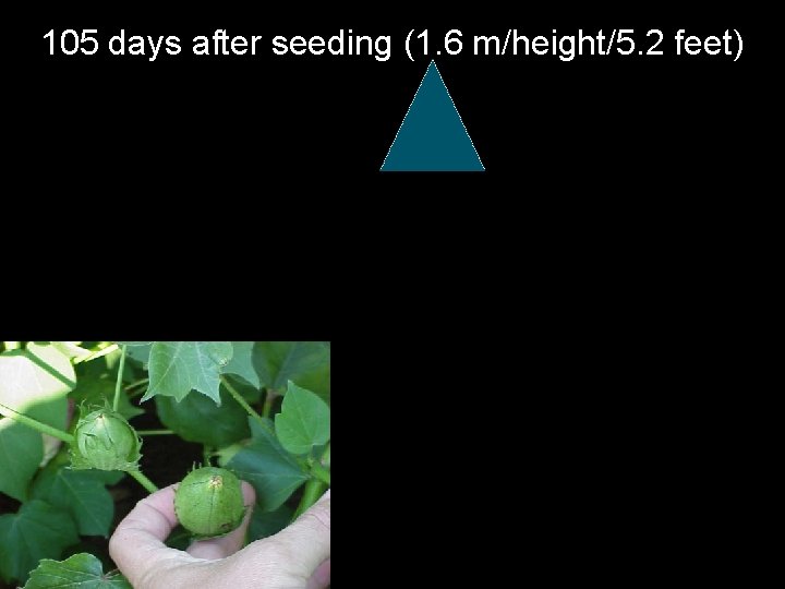 105 days after seeding (1. 6 m/height/5. 2 feet) 