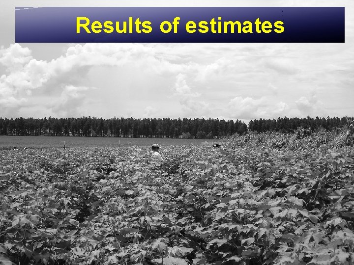 Results of estimates 