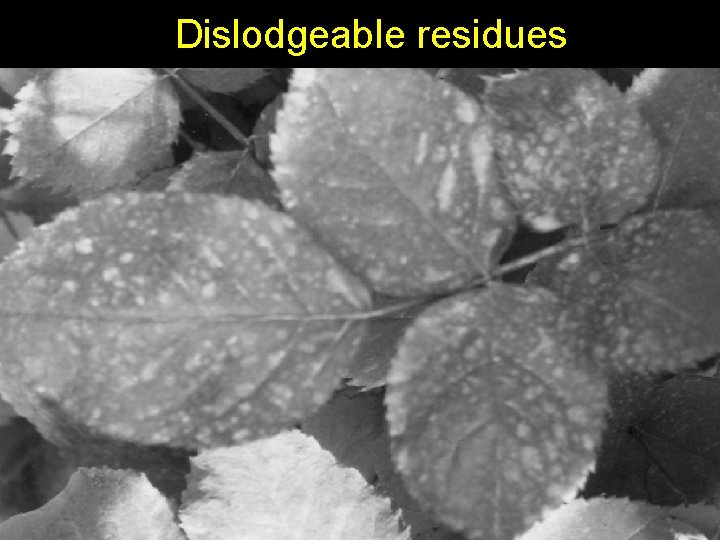 Dislodgeable residues 