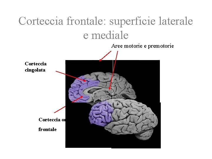 Corteccia frontale: superficie laterale e mediale Aree motorie e premotorie Corteccia cingolata Corteccia orbitofrontale