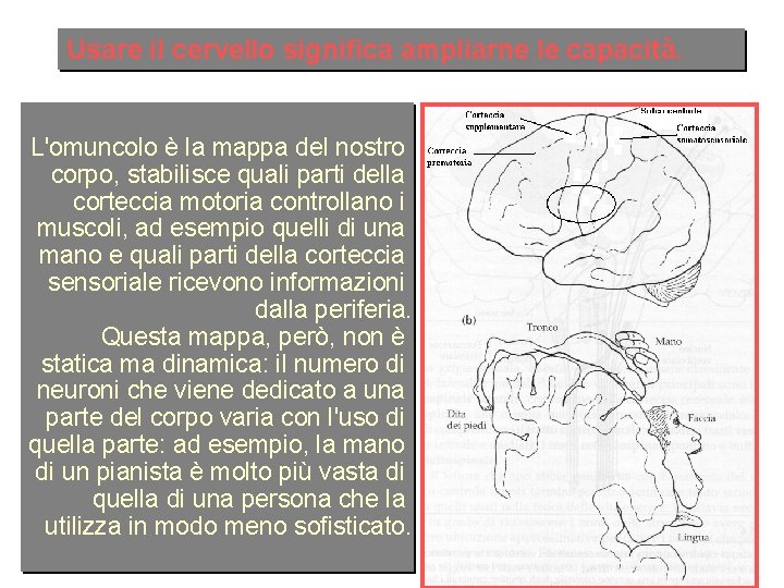 Usare il cervello significa ampliarne le capacità. L'omuncolo è la mappa del nostro corpo,