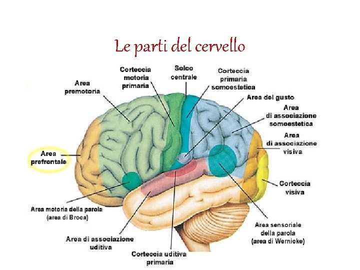 Le parti del cervello • 