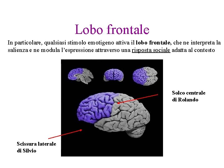 Lobo frontale In particolare, qualsiasi stimolo emotigeno attiva il lobo frontale, che ne interpreta