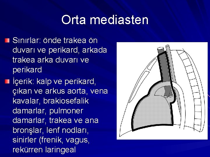 Orta mediasten Sınırlar: önde trakea ön duvarı ve perikard, arkada trakea arka duvarı ve