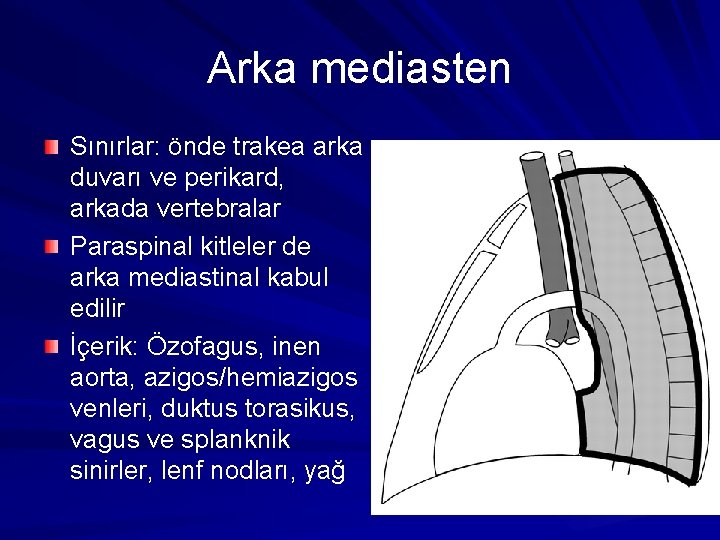 Arka mediasten Sınırlar: önde trakea arka duvarı ve perikard, arkada vertebralar Paraspinal kitleler de