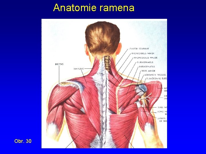 Anatomie ramena Obr. 30 