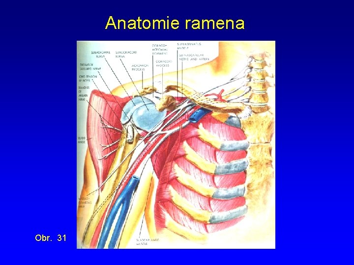 Anatomie ramena Obr. 31 
