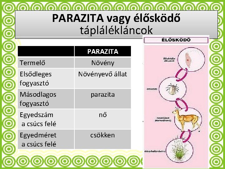 parazita táplálékláncok