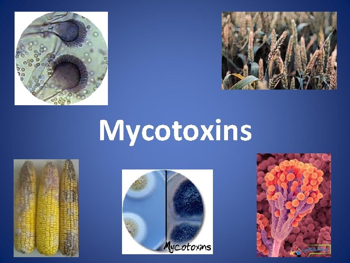 Mycotoxins 