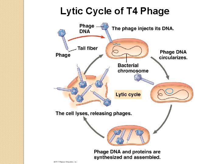 Lytic Cycle of T 4 Phage 