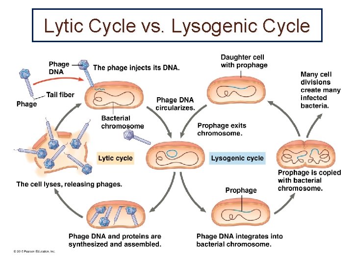 Lytic Cycle vs. Lysogenic Cycle 