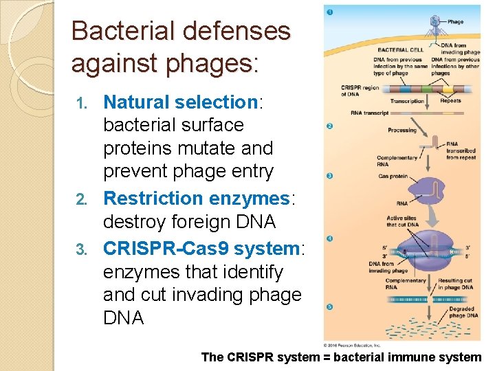 Bacterial defenses against phages: Natural selection: bacterial surface proteins mutate and prevent phage entry