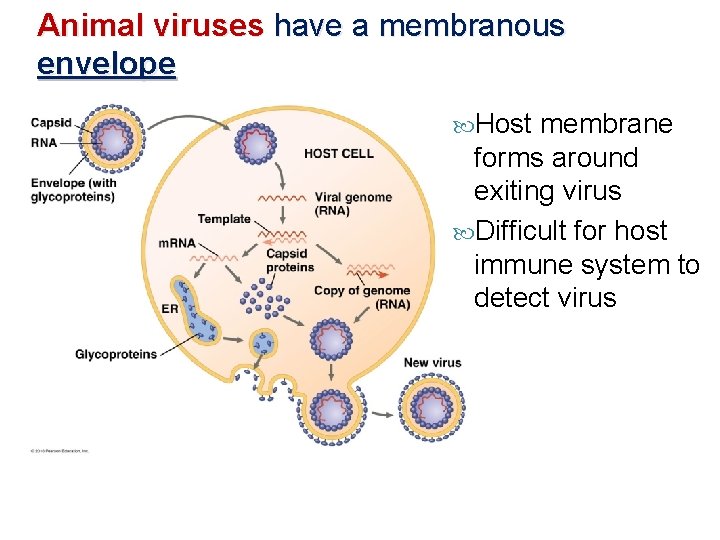 Animal viruses have a membranous envelope Host membrane forms around exiting virus Difficult for